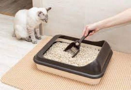 Picture for category Litter Boxes