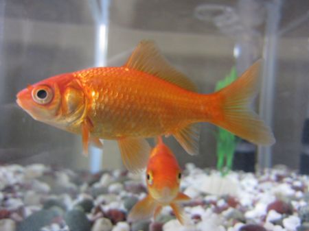 Picture for category Goldfish